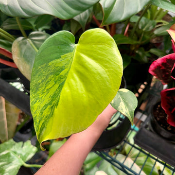 4” Monstera yellow marilyn