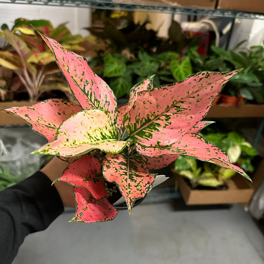 4” Aglaonema pink kamkoon