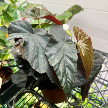 6” Angel Wing Begonia ‘Harmony’s Abyss’