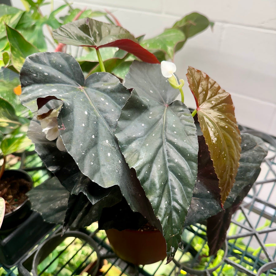 6” Angel Wing Begonia ‘Harmony’s Abyss’
