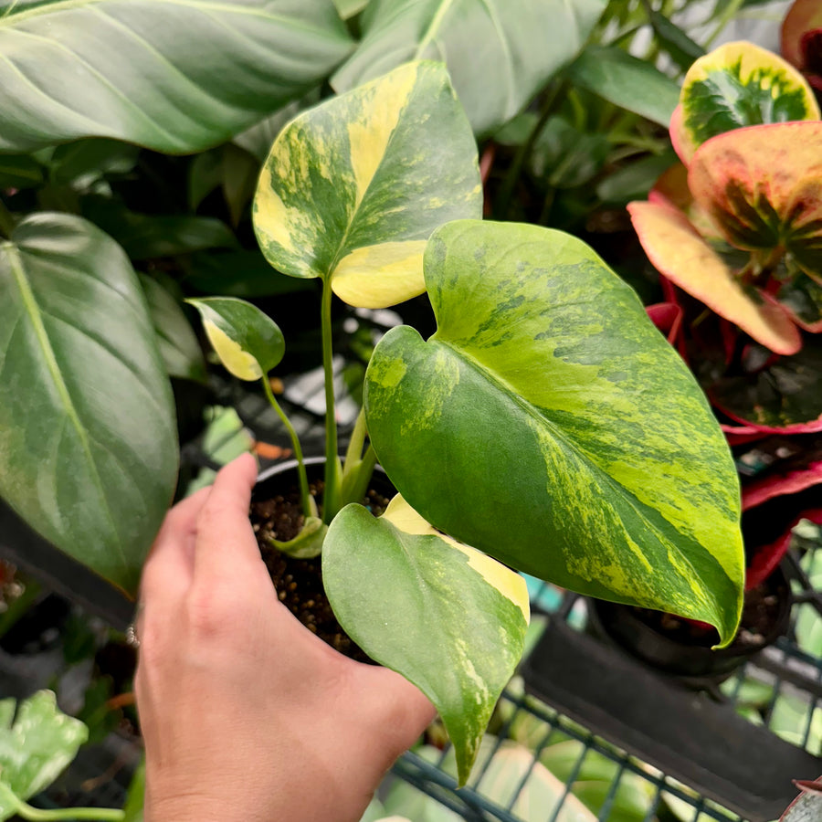 4” Monstera yellow marilyn