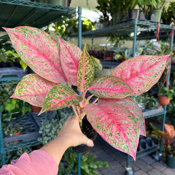 4” Aglaonema miss thailand