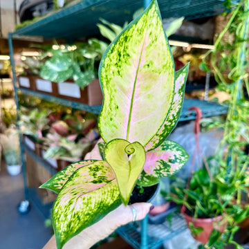 4” Aglaonema golden love