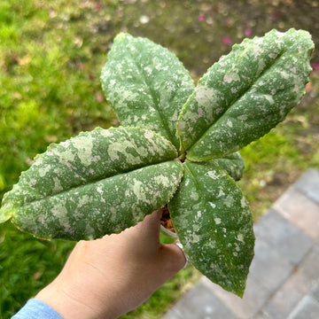Hoya undulata