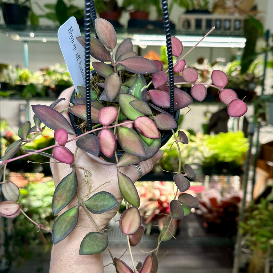 4” Hoya Burtoniae sunstressed