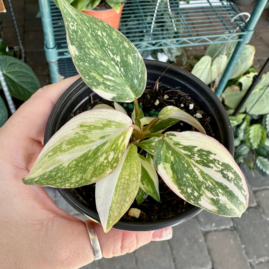 philodendron gloriosum plant Philodendron gloriosum variegated XL