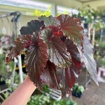 4” Angel Wing Begonia - black magic
