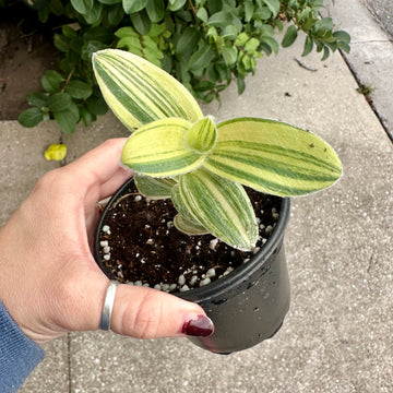 4” Tradescantia sillamontana variegata 'white velvet' - one stem