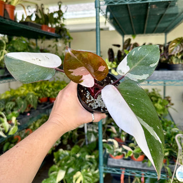 4” Philodendron Red Anderson