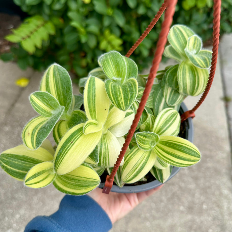 6” Tradescantia sillamontana variegata 'white velvet'