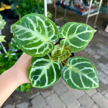 4” Anthurium dorayaki silver