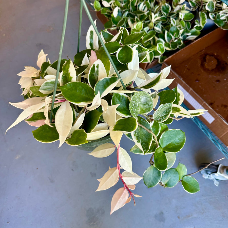 8” Hoya Carnosa ‘Snowball’