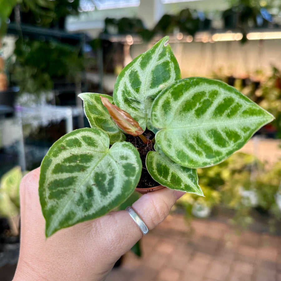 2” Anthurium dorayaki x silver blush