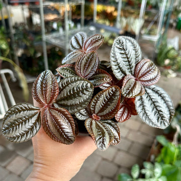 Pilea norfolk - love plant - 4