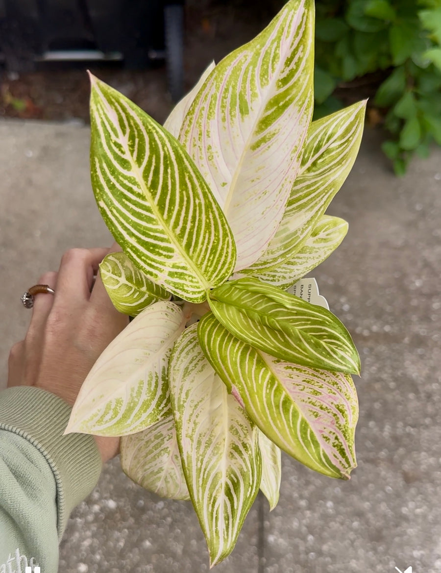 4” Aglaonema golden hope