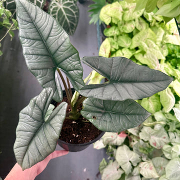 6” Alocasia platinum