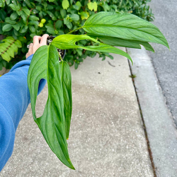 4” Monstera obliqua colombia