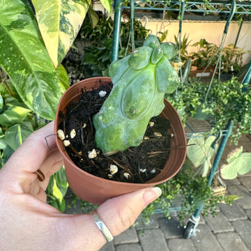 Boobie Cactus - 3” pot