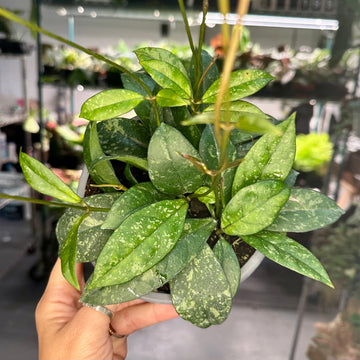 6” Hoya crassipetiolata super splash