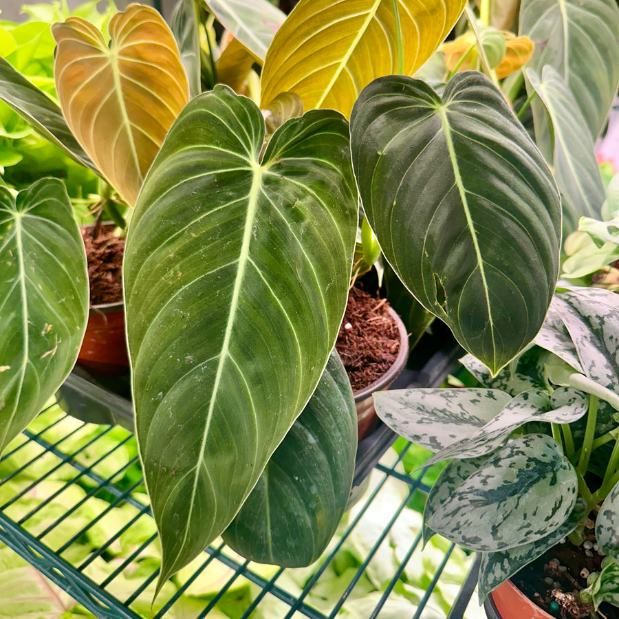 Philodendron melanochrysum - 6” pot