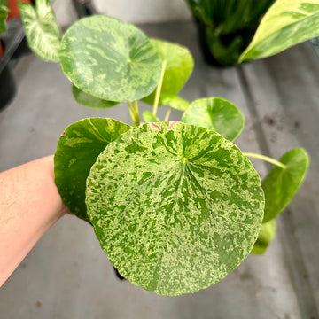 Pilea Peperomioides Mojito variegated - Chinese money plant - 4” pot