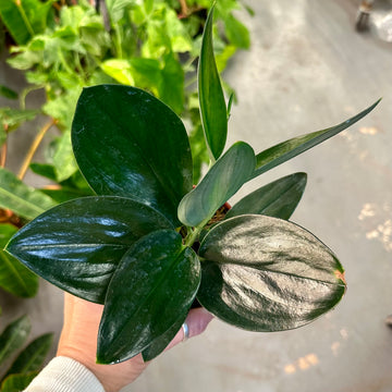 Scindapsus treubii dark form - 4” pot