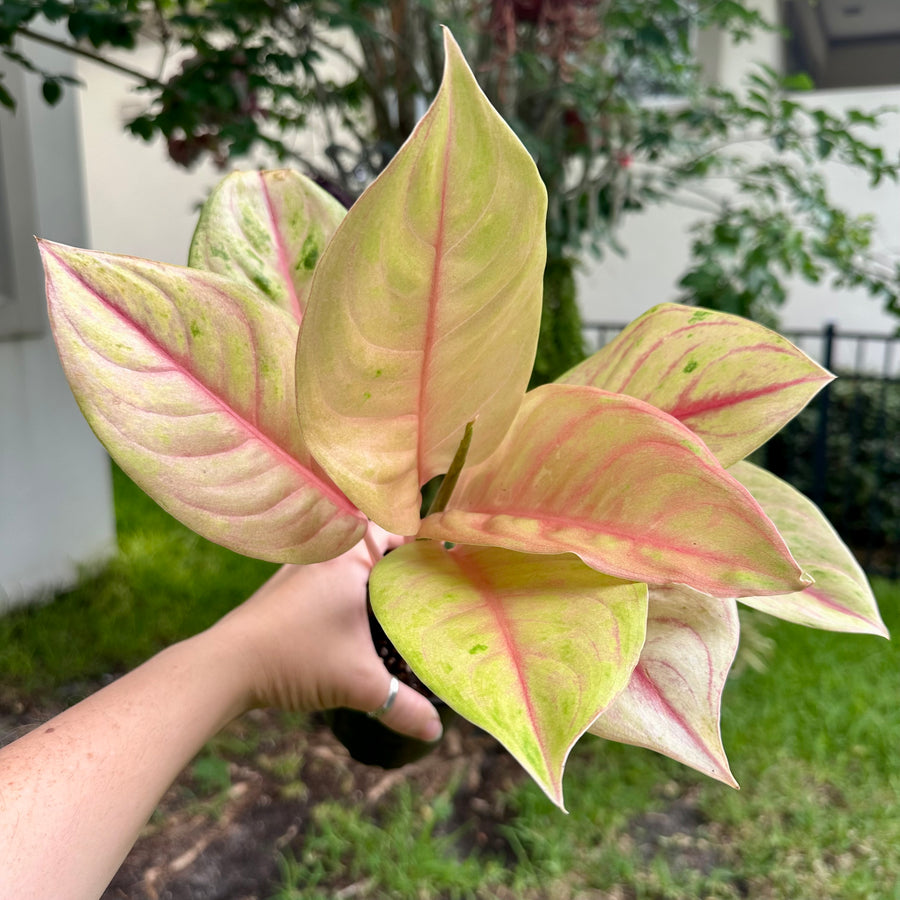 4” Aglaonema sky velvet mutation