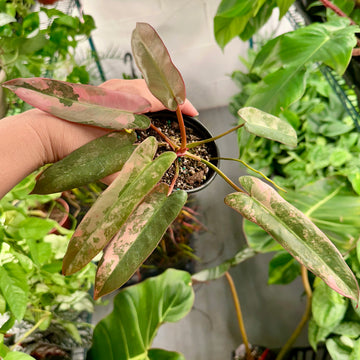 Philodendron atabapoense copy variegated / pink variegated - 4” pot