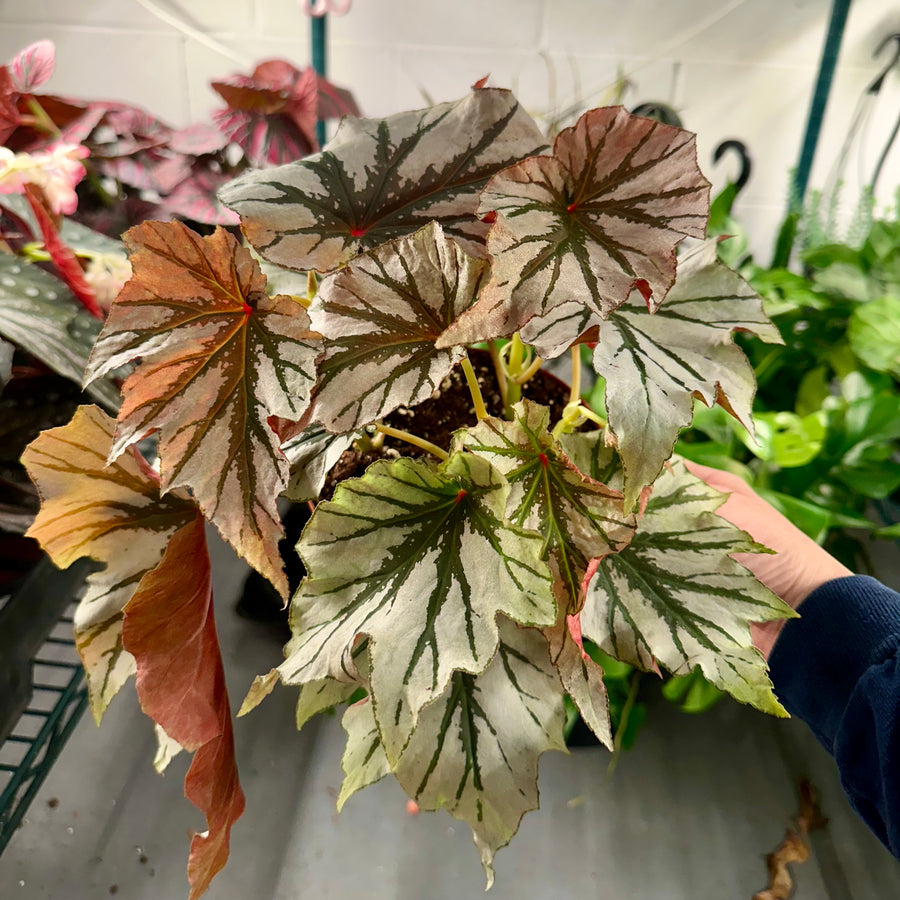 6” Angel Wing Cane Begonia - Looking Glass