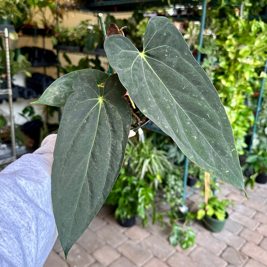 4” Anthurium 