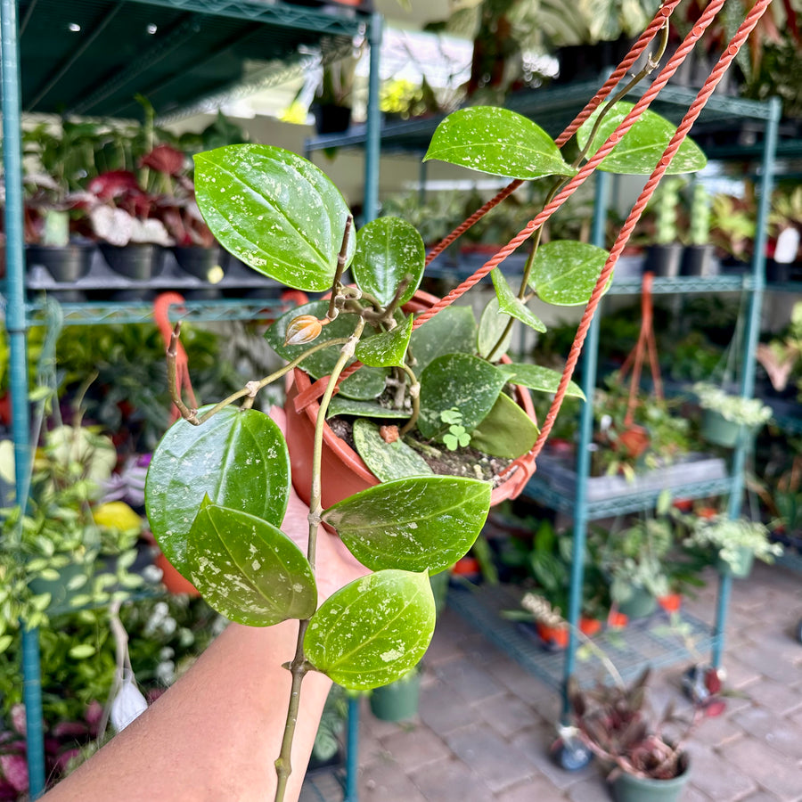 Hoya parasitica splash - heart shaped - 6” pot