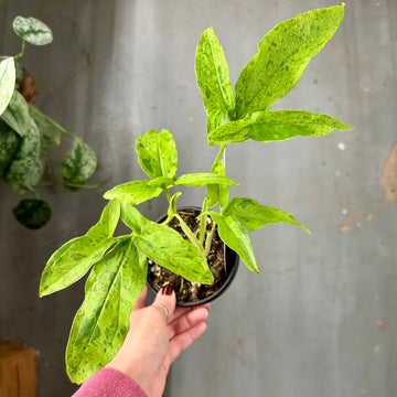 Syngonium frog in a blender - 4