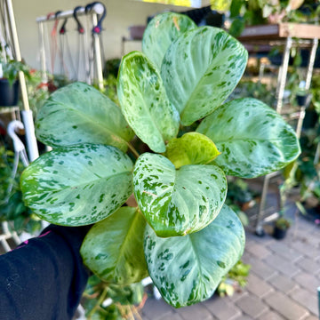 4” Aglaonema Seafoam