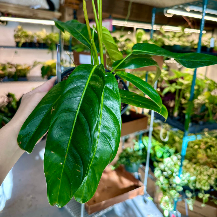 Philodendron patriciae - 6