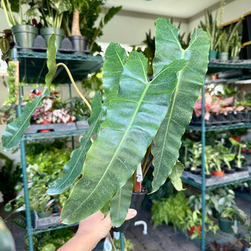 4” Philodendron dark / black 'Billietiae' large