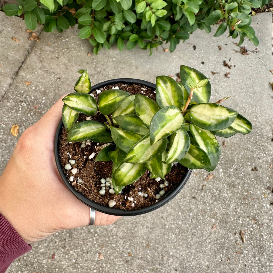 Hoya lacunosa bruno - 4