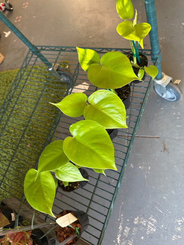 3” Monstera lemon lime