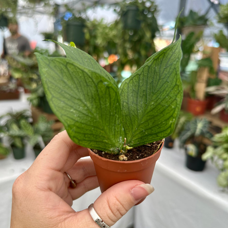 Hoya polyneura - 2