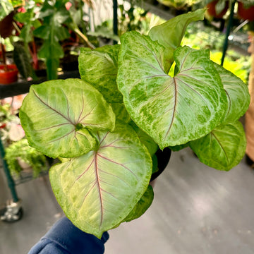 6” Syngonium siam kiwi