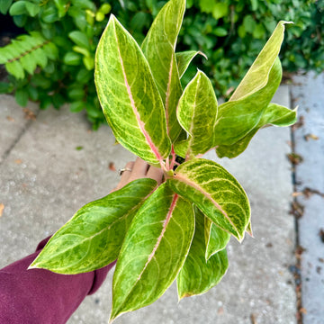 4” Aglaonema baby tiger