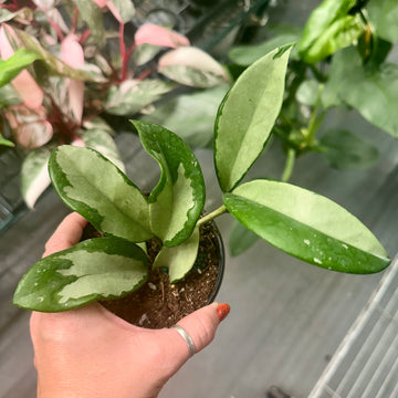 4” Hoya silver moon