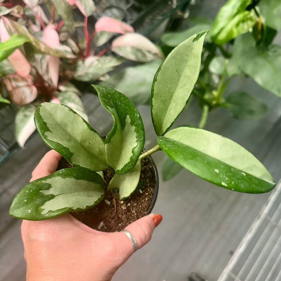 4” Hoya silver moon
