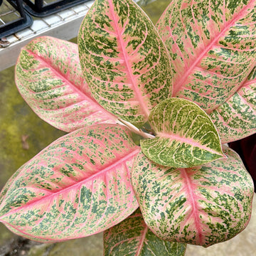 4” Aglaonema Harley Queen