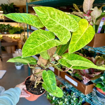 6” Philodendron painted lady totem