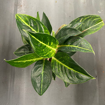 6” Aglaonema green papaya