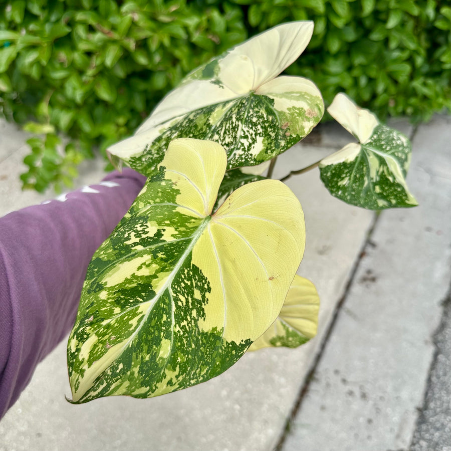 Philodendron gloriosum variegated XL - 4” pot – Land of Alice