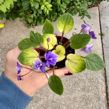 2” African Violet - Harmony’s spring fever