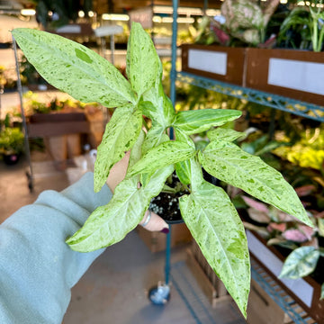 Syngonium dazzling rain - 4