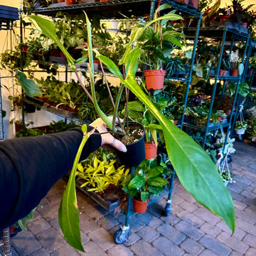 6” Philodendron joepii on moss poll