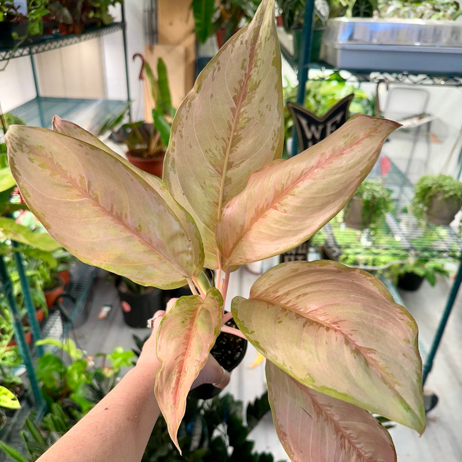 4” Aglaonema Victoria